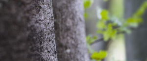 Wald, Brennholz, Holzspalter und Kreissägen